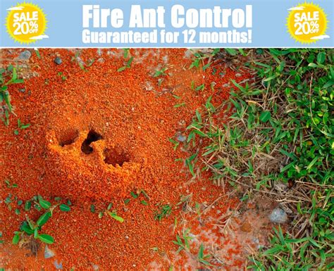 fire ant extermination allen tx